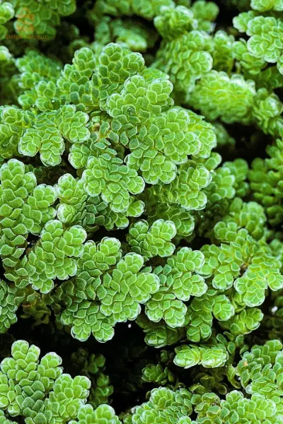 نبات الازولا  azolla