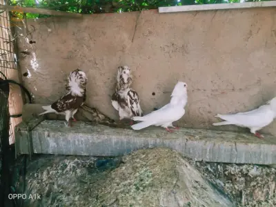 حمام اسباني