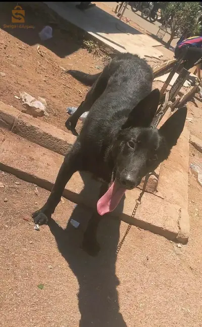 chien de maison
