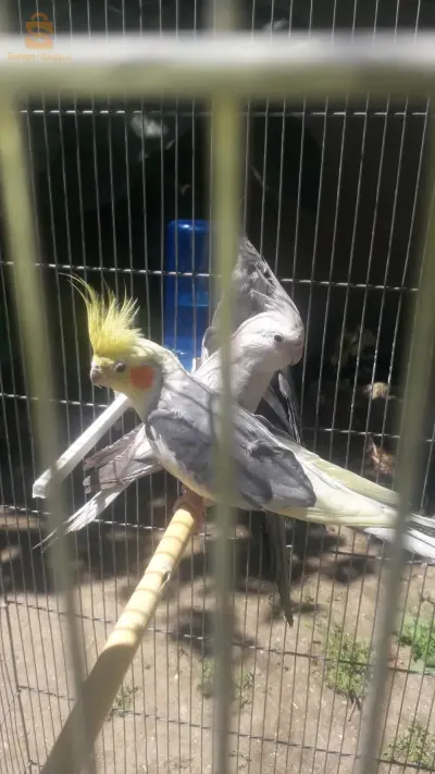 كالوبسي