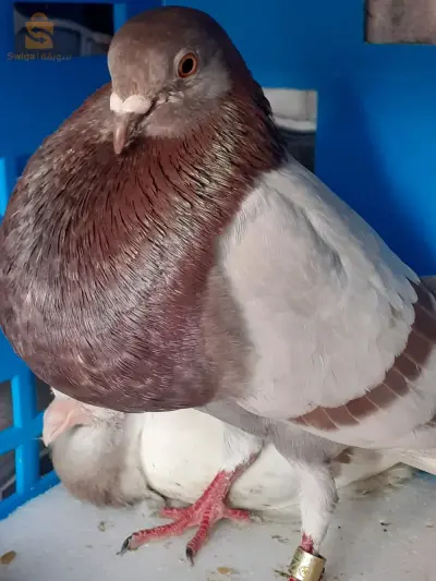 اولاد فايت