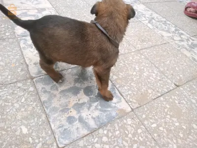 بيع