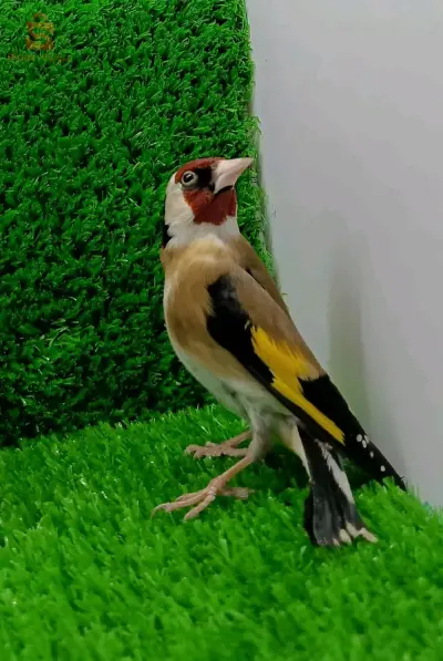 مقنين