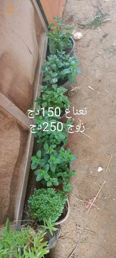 شتلات