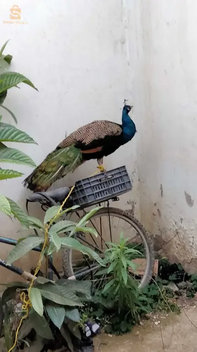 طائر الطاروس