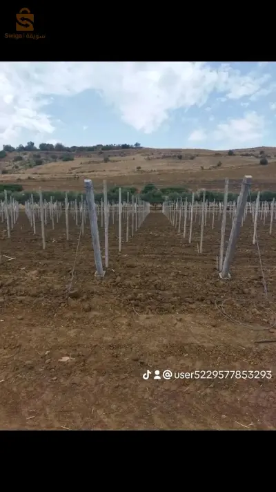 تركيب وتجهيز بساتين العنب