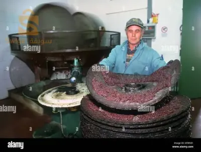 الزيت الزيتون الأخضر صافي البساتين تلمسان من الشجرة إلى الحجر وعلى البارد وتقليدي النوع الأول العصرة الأولى
