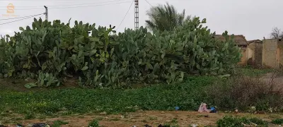 ارض للبيع