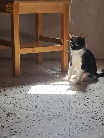 chat adopter