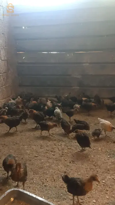 فلوس عرب وفيومي