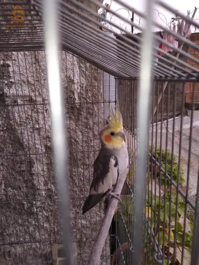 slm nbi3 koulech 2 oiseaux et la cage
