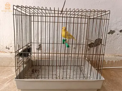 couple canaris