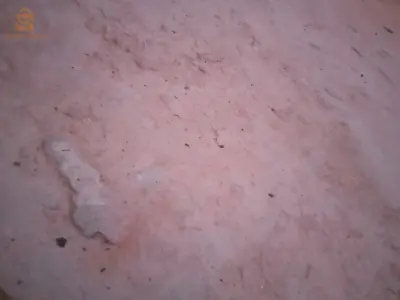 تيميمون