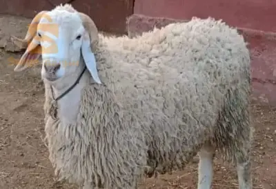 بلدية جليدة