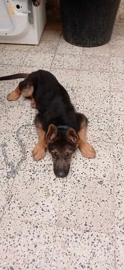 a vendre chien 🐕