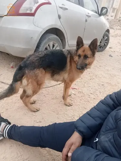 ولاية بسكرة0557247212