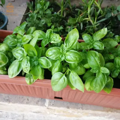 Basilic grand vert