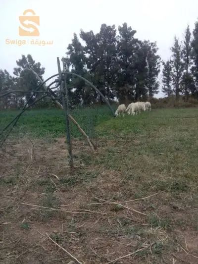 ارض فلاحية فيها 10 قطارات