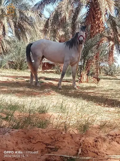 للبيع
