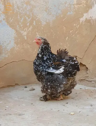 كواطرو ميل فلور