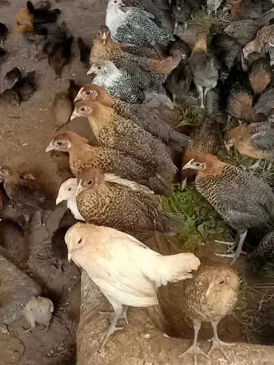 متوفر فلوس عرب وفيومي مداوي الله يبارك ونشط مرحبا بكم في كل العمر