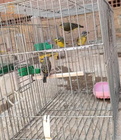 جملة او مفرق