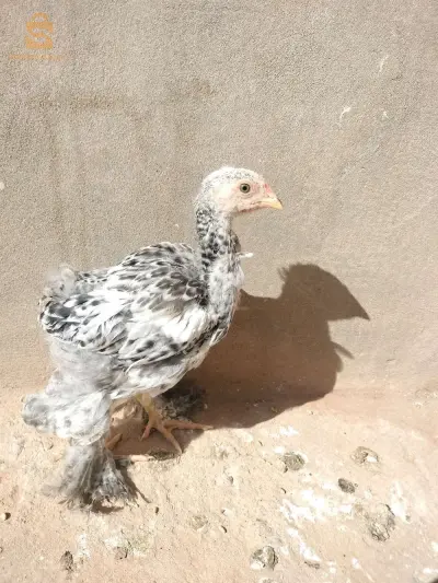دجاج براهما حر دجاجتان و ديك