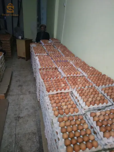 بيع البيض الدجاج بالجملة في وهران فلوريس