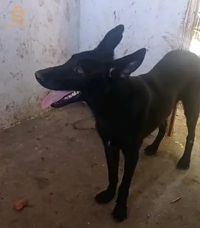 سيدي عمار