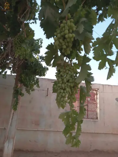 منزل للبيع