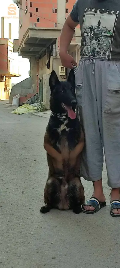 خرايسية