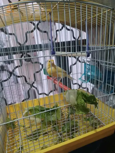 كناري