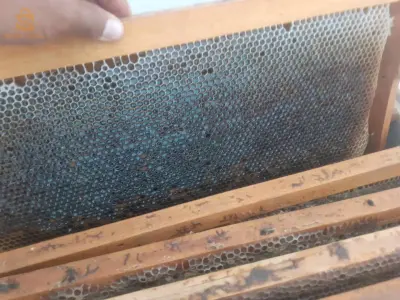 عسل الخرزة ، عسل السدرة ، عسل النحل 🐝🍯