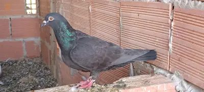 المهتم يراسلني فالخاص