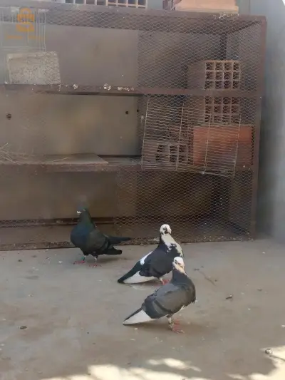 حمام كوبلا و فراخها