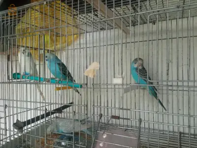 جان بريش