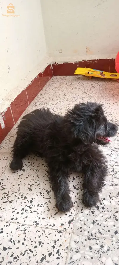 chiwawa femelle