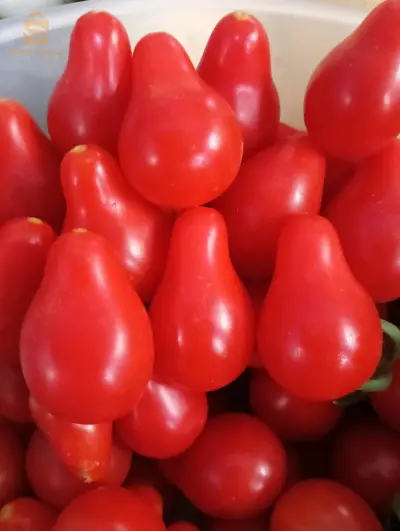 Graines de tomates cerises bio