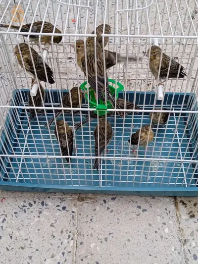 البيع