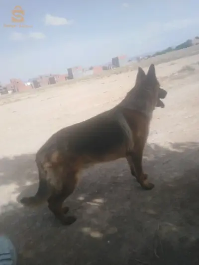 عين ولمان سطيف