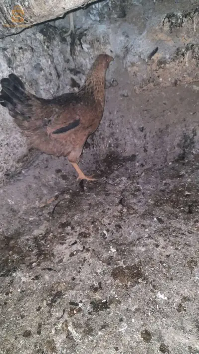 جنواز