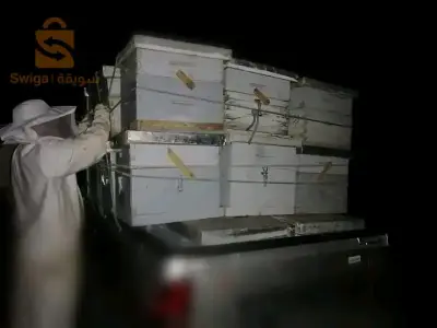 صناديق نحل عمرت