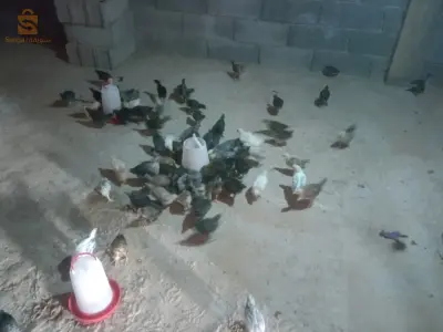 بلدية متليلي الشعانبة  ولاية غرداية