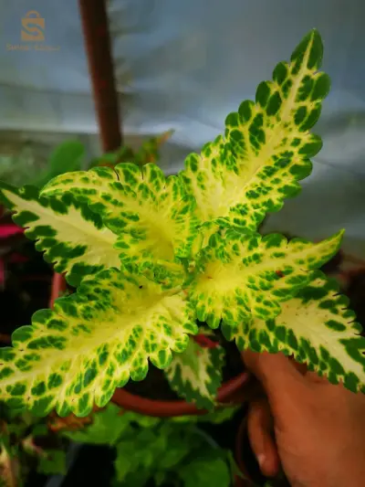 عنابة
