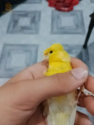خاوتي هيبي واجد