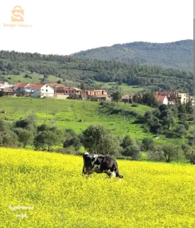 terrin a vendre au village de agrarage.tamassit  a proximité de aghribs endroit calme pour habitation et agriculture