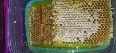 شهدة عسل السدر