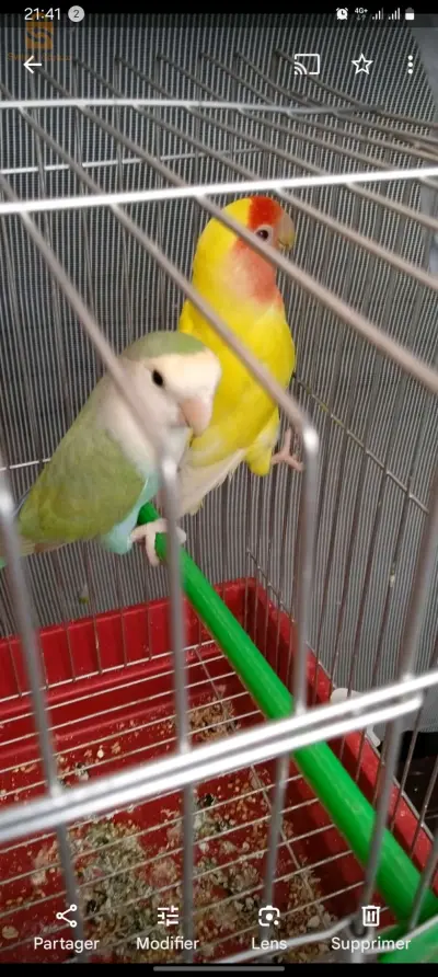 coupl einseparable