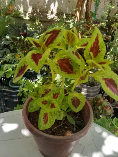 jardinage des plantes de décoration d'intérieur et d'extérieur.