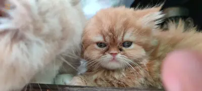 شيرازي